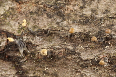 Trichoderma flavipes