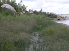 Gypsophila paniculata