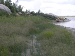 Gypsophila paniculata