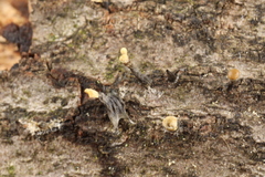 Trichoderma flavipes