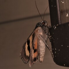 Catocala antinympha