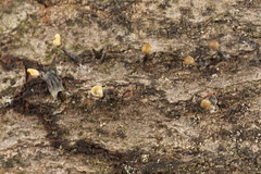 Trichoderma flavipes