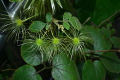 Clematis leschenaultiana