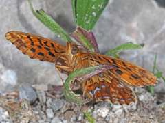 Boloria thore