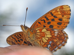 Boloria thore