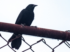 Agelasticus cyanopus