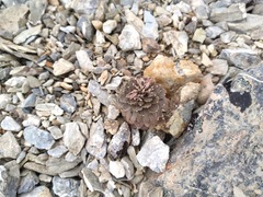 Notothlaspi rosulatum