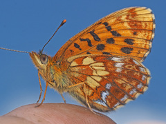 Boloria thore