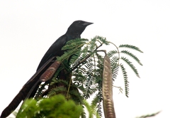 Agelasticus cyanopus