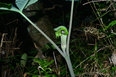 Arisaema ringens