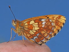 Boloria thore