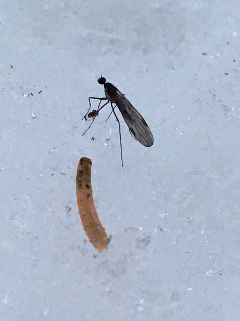 Clinocera stigma