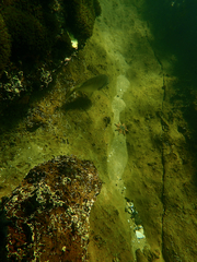 Acanthopagrus butcheri