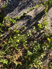 Asparagus asparagoides