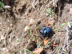 Phanaeus furiosus