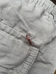 Coptocercus aberrans