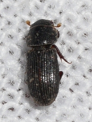 Ataenius gracilis