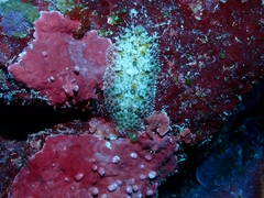 Samariscus triocellatus