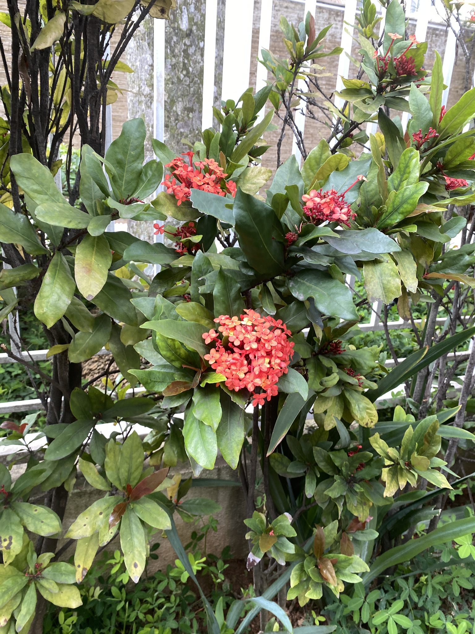 Ixora L.
