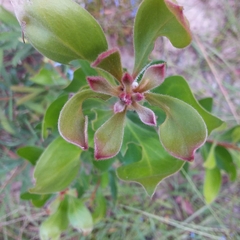 Persoonia stradbrokensis