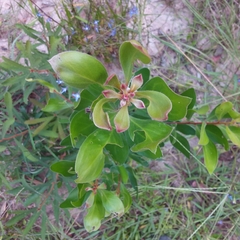 Persoonia stradbrokensis