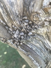 Cochlicella