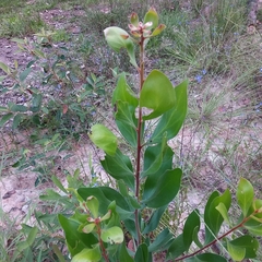 Persoonia stradbrokensis
