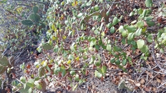 Ribes viburnifolium