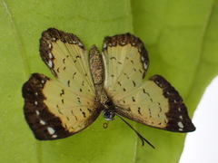Parvospila cilissa