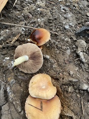 Leratiomyces squamosus