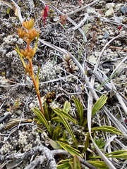 Aciphylla monroi