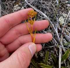 Aciphylla monroi