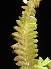 Saccogynidium decurvum