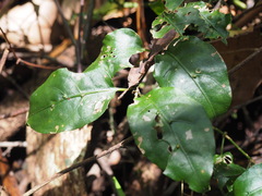 Gynochthodes jasminoides