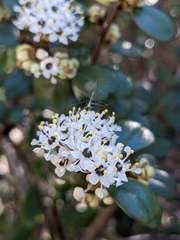 Ceanothus verrucosus