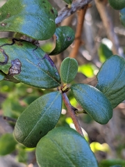 Ceanothus verrucosus