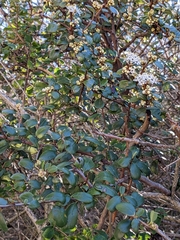 Ceanothus verrucosus
