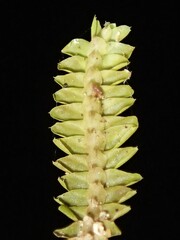 Saccogynidium decurvum
