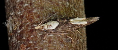 Parametriotinae
