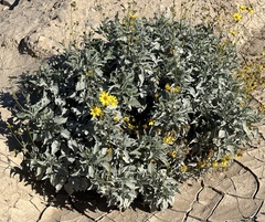Encelia farinosa