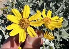 Encelia farinosa