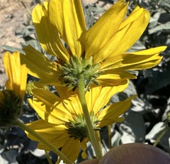 Encelia farinosa