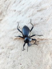 Coelocnemis dilaticollis