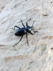 Coelocnemis dilaticollis