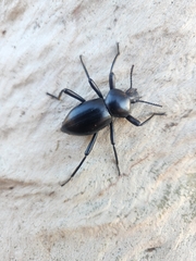 Coelocnemis dilaticollis