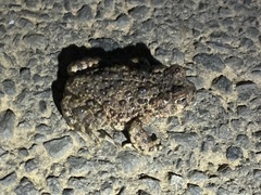 Anaxyrus boreas halophilus