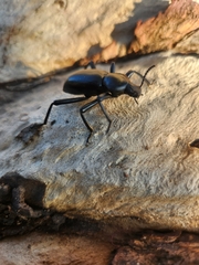 Coelocnemis dilaticollis