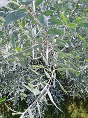 Acacia podalyriifolia