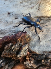 Coelocnemis dilaticollis