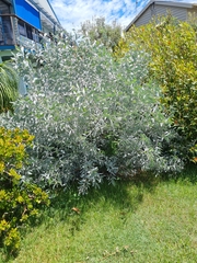Acacia podalyriifolia